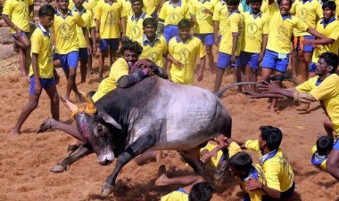 तमिलनाडु: जल्लीकट्टू खेल में बैल पकड़ते समय 19 घायल, 11 अस्पताल में भर्ती, तीन गांवों में हो रहा खेल का आयोजन