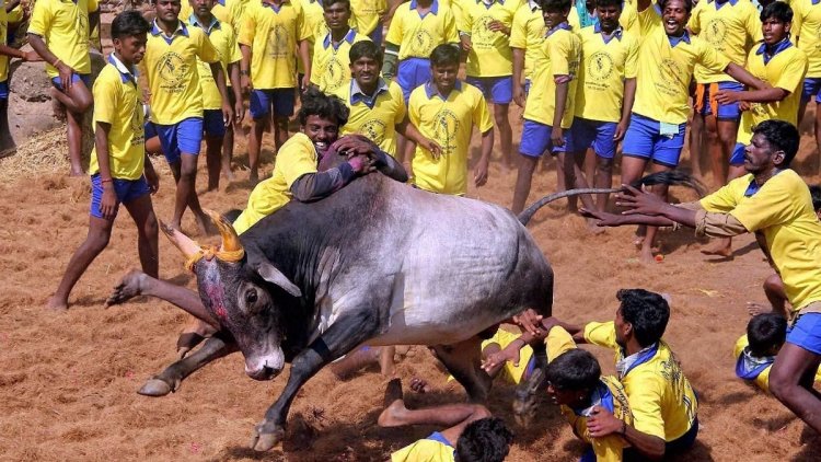 तमिलनाडु: जल्लीकट्टू खेल में बैल पकड़ते समय 19 घायल, 11 अस्पताल में भर्ती, तीन गांवों में हो रहा खेल का आयोजन