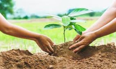 जालोर में मिशन ‘‘हरियालो राजस्थान’’ के तहत 14.70 लाख पौधों का किया जायेगा वितरण