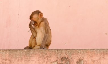 रानीवाड़ा के आखराड में बंदरों की मौत बनी रहस्य, अब दफनाए बंदरों का होगा पोस्टमार्टम