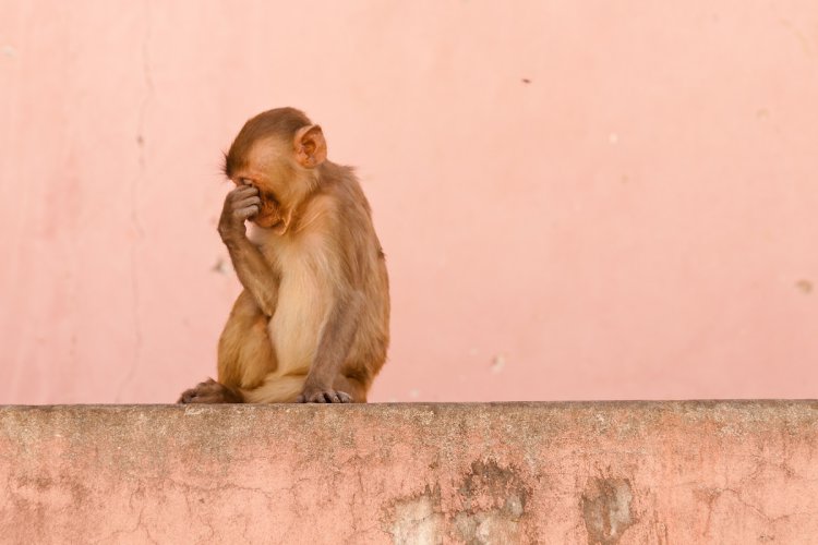 रानीवाड़ा के आखराड में बंदरों की मौत बनी रहस्य, अब दफनाए बंदरों का होगा पोस्टमार्टम