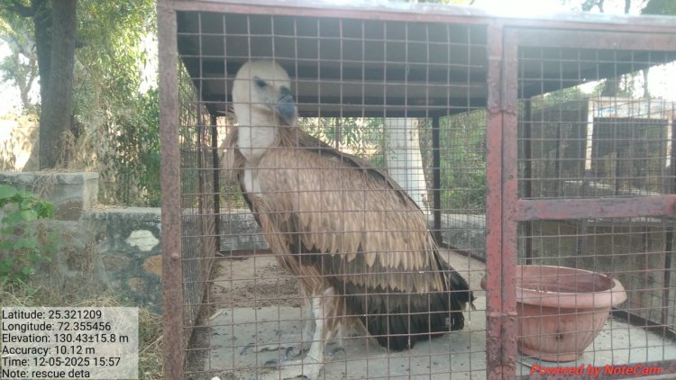 देता कला में मिला दुर्लभ गिद्ध, रेस्क्यू कर सायला वन चौकी में पर्यवेक्षण में रखा