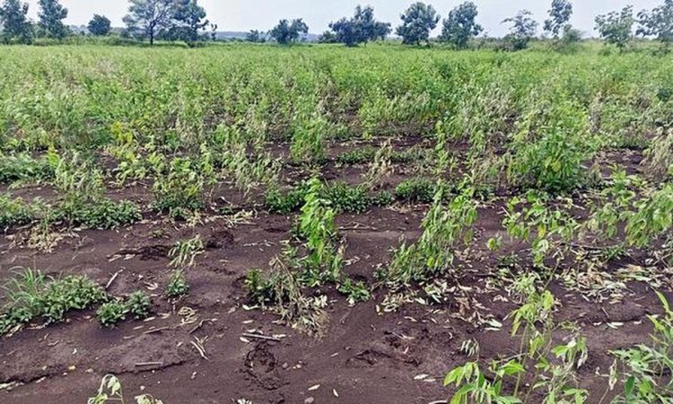 रैपिड रोविंग एवं डायग्नोस्टिक टीम द्वारा जालौर जिले में फसलों का व्यापक सर्वे