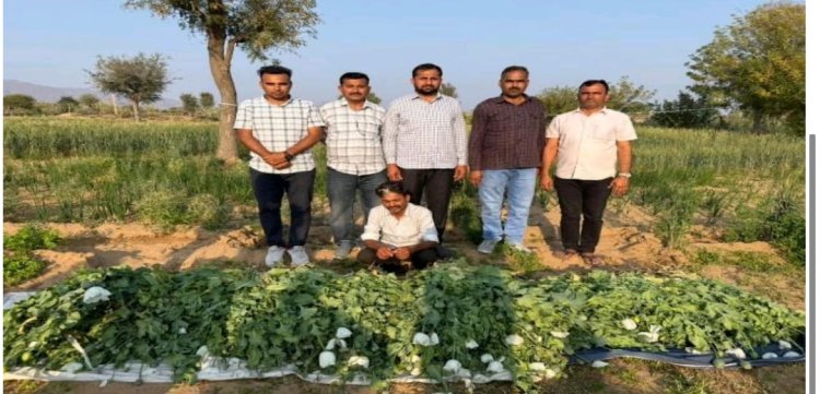 धूंबड़िया से सिवाना में चाय की दुकान खोलने गए हरजीराम को नशे की लत लगी तो कर डाली डोडा पोस्त की खेती, पुलिस ने डोडा के 2428 पौधे बरामद कर किया गिरफ्तार