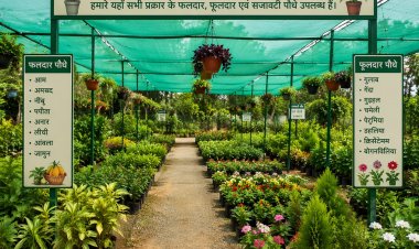 मिशन ‘‘हरियालो राजस्थान’’ के तहत 14.25 लाख पौधों का किया जाएगा वितरण