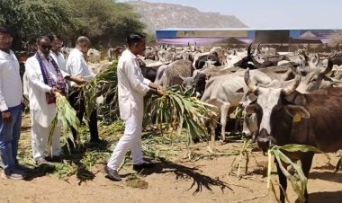 कांग्रेस अल्पसंख्यक विभाग के प्रदेशाध्यक्ष चोपदार के जन्मदिन पर जालोर में कार्यकर्ताओं ने गोसेवा की