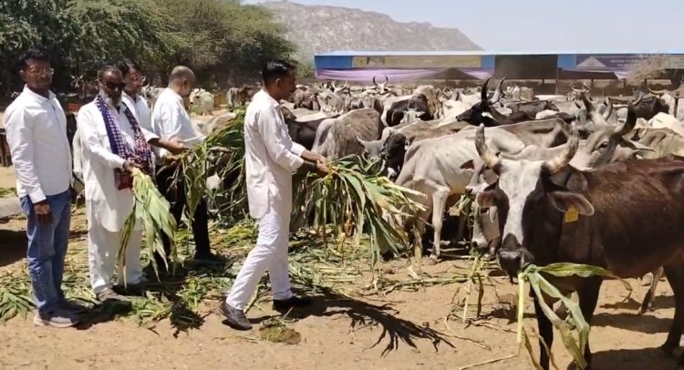 कांग्रेस अल्पसंख्यक विभाग के प्रदेशाध्यक्ष चोपदार के जन्मदिन पर जालोर में कार्यकर्ताओं ने गोसेवा की