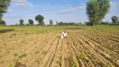 फसल खराबे से चिंता में डूबे काश्तकार, बारिश नहीं होने से दम तोड़ने लगी फसलें